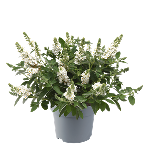 Bild von Vp Buddleia davidii P19 Chrysallis white
